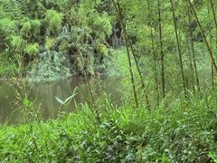 -黄海国家森林公园