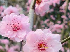 -重庆彩云湖湿地公园