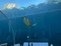 -海棠湾洲际-涛·海底餐厅·美人鱼·自助餐·海底隧道