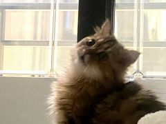 -瑞派康怡24h宠物医院·犬猫医疗中心·微创绝育(瑞景分院)