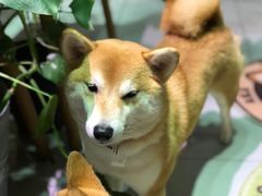 -柴务处·柴犬主题狗咖