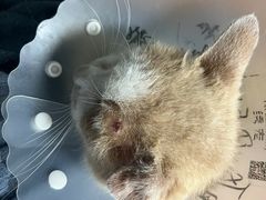 -北京观赏动物医院·24小时大型综合·猫专科·异宠专科