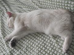 -猫大福·Fortune Cat猫舍(百子湾店)