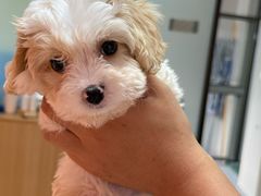 -翊宠yipet猫狗购宠庄园犬舍•猫舍