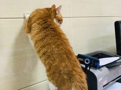 -北京观赏动物医院·24小时大型综合·猫专科·异宠专科