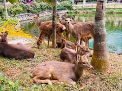 -西双版纳原始森林公园