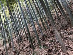 -上海佘山国家森林公园天马山园