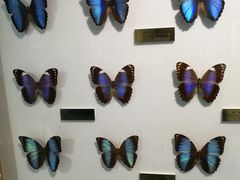 -上海昆虫博物馆