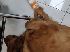 -美联众合动物医院·24h京西诊疗中心