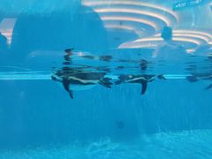 -帝企鹅自助餐厅•儿童岛•真企鹅(长隆企鹅酒店)