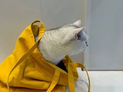 -艾吉宠物医院·疑难杂症转诊中心·猫友好(碧江路院)