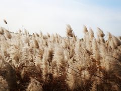 -西青郊野公园