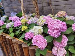 -熊猫屋(宽窄巷子景区店)