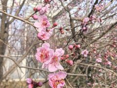 -北京鹫峰国家森林公园
