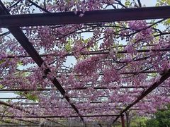 -嘉定紫藤园