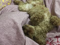 -特一安24小时宠物医院·骨科·中兽医
