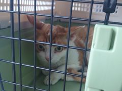 -伟伟宠物医院·瑞派猫友好医院·猫科(光谷店)
