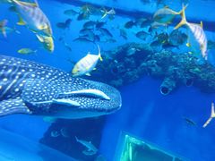 -成都浩海立方海洋公园