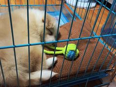 -翊宠yipet猫狗购宠庄园犬舍•猫舍