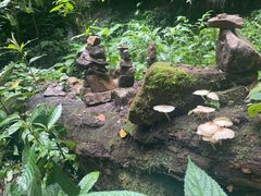 -莫里热带雨林景区