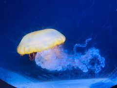 -珠海长隆海洋王国