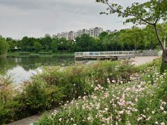 -新江湾城公园