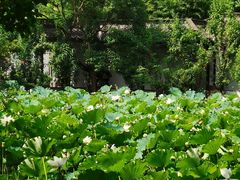 -上海醉白池公园