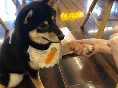 -豆柴町-柴犬主题狗咖(红鼎国际C座店)