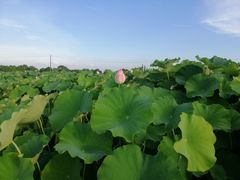-嘉北郊野公园