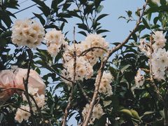 -樱桃山旅游景区