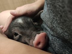 -藦茜花园宠物主题亲子互动体验馆(国顺东路店)