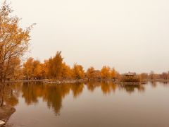 -金塔沙漠胡杨林景区