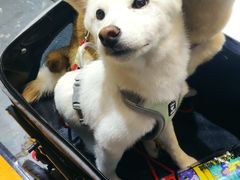 -东浩兰生上海世博展览馆