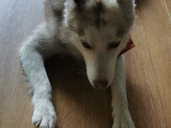 -Husky Go! 哈士奇体验馆·宠物咖啡厅狗咖