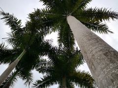 -西双版纳原始森林公园