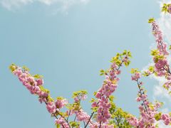 -顾村公园