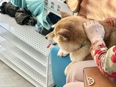 -美联众合爱康动物医院•复杂内科•肿瘤科•牙科•腔镜诊疗中心