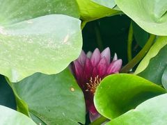 -济南植物园