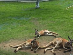 -西霞口神雕山野生动物世界