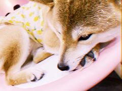 -逗柴咖啡屋·狗咖猫咖宠物桌游
