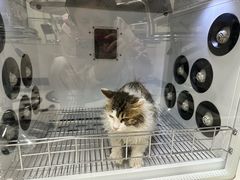 -北京观赏动物医院·24小时大型综合·猫专科·异宠专科