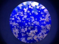 -江和美海洋公园