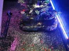-辣螃铠盆盆蟹大排档(海昌店)