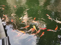 -上海浦东星河湾酒店