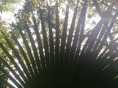 景点-呀路古热带植物园