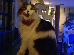 -Sirena海妖日咖夜酒