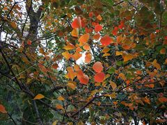 -白塘生态植物园