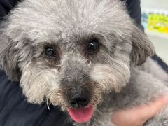 -瑞鹏瑞爱宠物医院·全科·猫科·血液透析中心(龙头寺店)