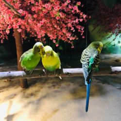 -酷嗒动物文化乐园(cutezoo西溪乐天城店)