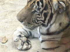 -栾川竹海野生动物园